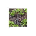thumbnail image 2 of Raindrip 15600UB Full Circle Adjust Bubbler Stake-Stream Spray, Loose, 5-Inch, 2 of 2