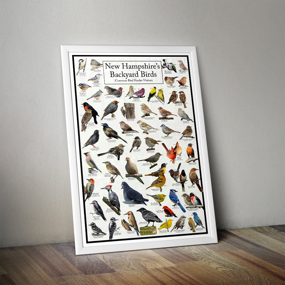 New Hampshire's Backyard Birds Poster - New Hampshire Bird Chart Highlighting Birds At Your Bird Feeder