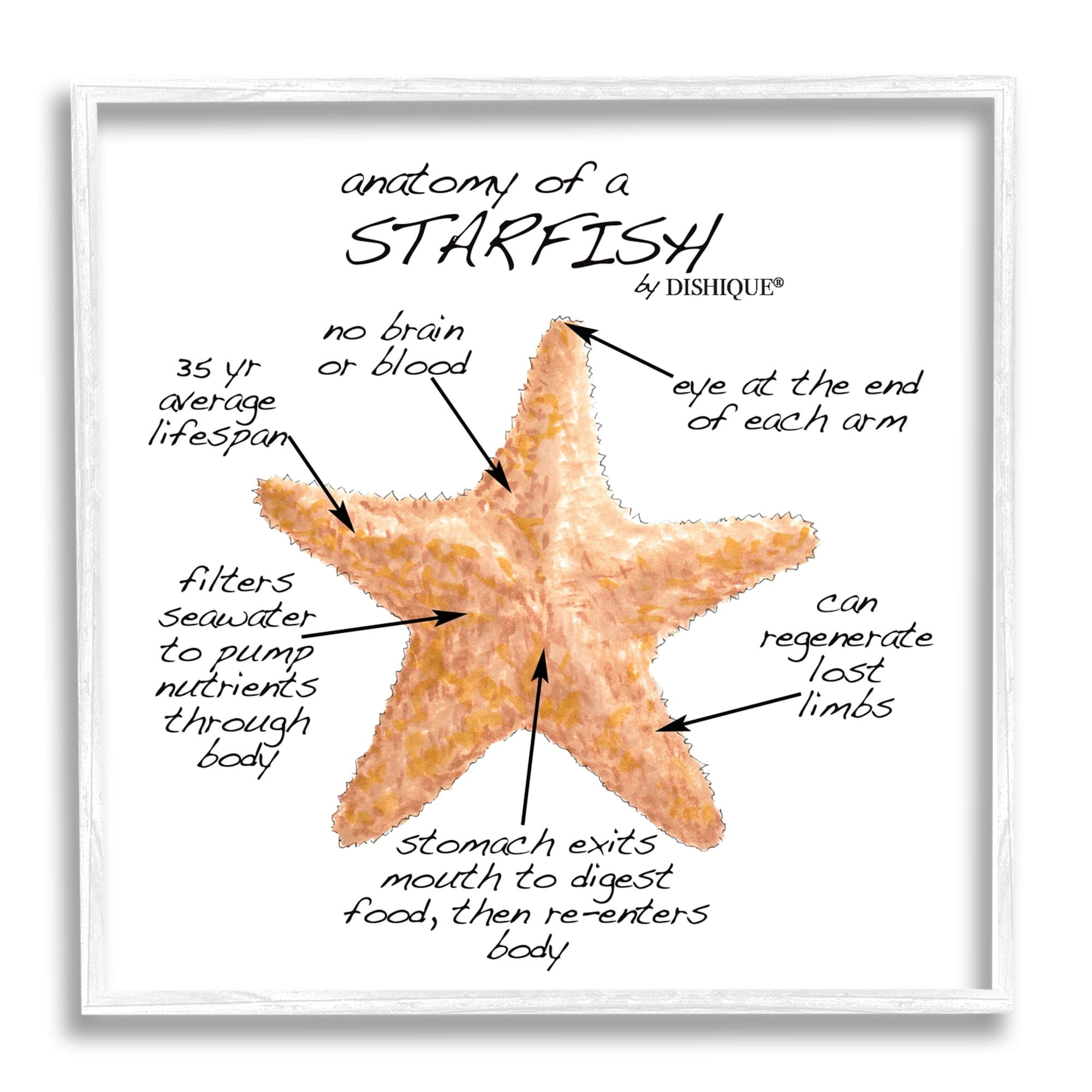Stupell Industries Anatomy of Starfish Sea Life Wildlife Educational Facts Graphic Art White Framed Art Print Wall Art, Design by Dishique