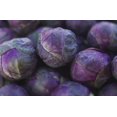 thumbnail image 4 of HJADGG 100+ Brussels Sprouts Cabbage Rosella-Vegetable Purple, 4 of 8