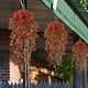 thumbnail image 4 of Violetas artificiales, 4pcs, colgantes de pared, Verdes, Eucaliptos, Rojo, 4 of 6