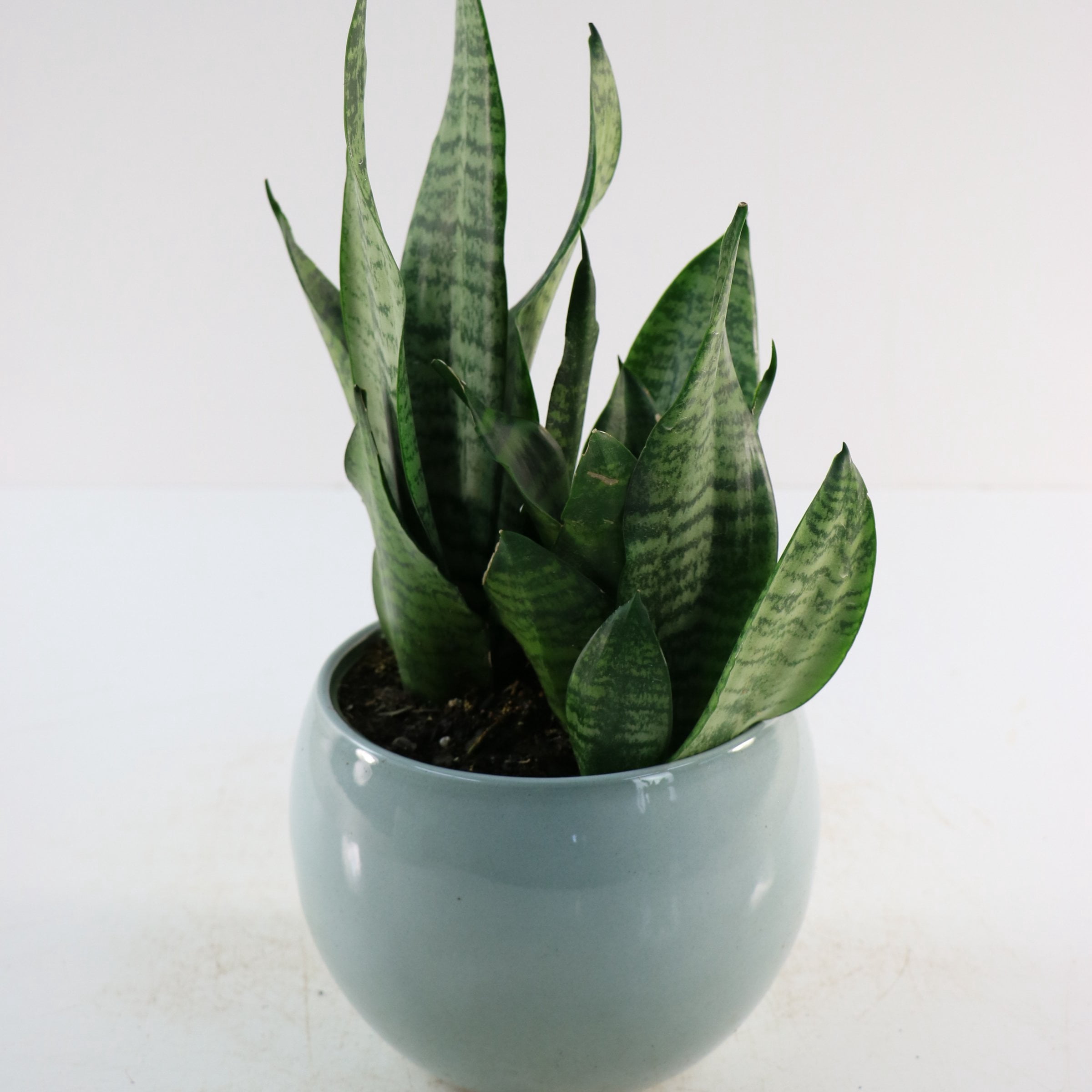6 in. Sansevieria Zeylanica Superba Plant in Grower Container