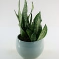 thumbnail image 3 of 6 in. Sansevieria Zeylanica Superba Plant in Grower Container, 3 of 9