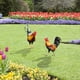 thumbnail image 5 of Tablero Decorativo Exterior de Jardín Acrílico con Diseño de Gallinas de Patio, 5 of 7