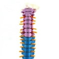 thumbnail image 2 of 45Cm with Pelvic Human Anatomical Anatomy Spine Spinal Column Model Teaching Resources for Students, 2 of 5
