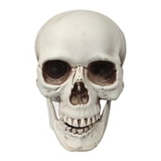 Human Skull Replica - Anatomically Accurate Skeleton Head Prop for Halloween Parties, Haunted Bars & Spooky Home Decorations
