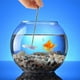 thumbnail image 2 of Varita de entrenamiento de peces Betta para acuario, varita de entrenamiento de peces Betta, juguete Betta para pecera, 2 of 4
