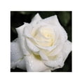 thumbnail image 2 of Kits de pintura de diamantes 5D DIY, 2 of 9