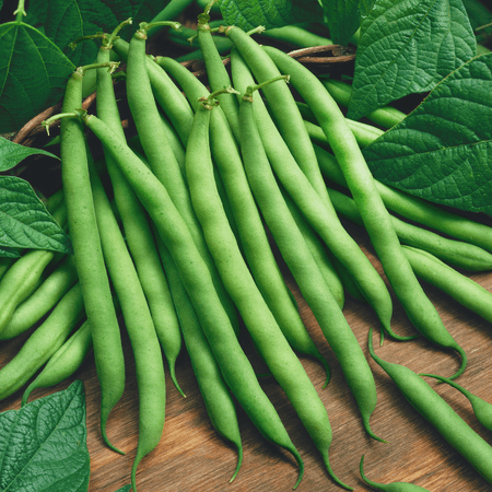 - Everwilde Farms - 120 Blue Lake Pole Bean Seeds - Gold Vault Jumbo Bulk Seed Packet