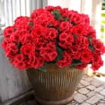 thumbnail image 1 of Flores artificiales de geranio Hananona Outdoor, 24 unidades, rojas, 1 of 7