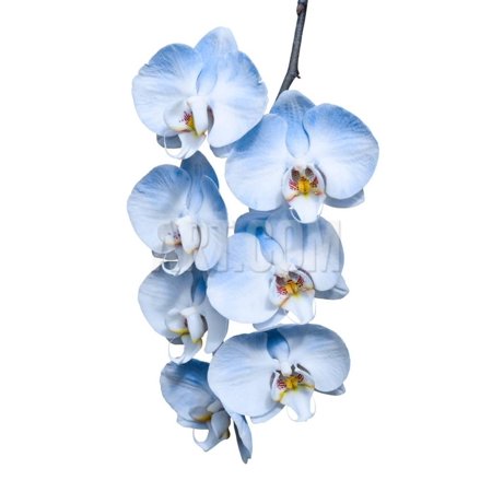 exotic tropical branch of