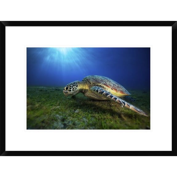 Global Gallery Barathieu Gabriel 'Green Turtle' Framed Wall Art