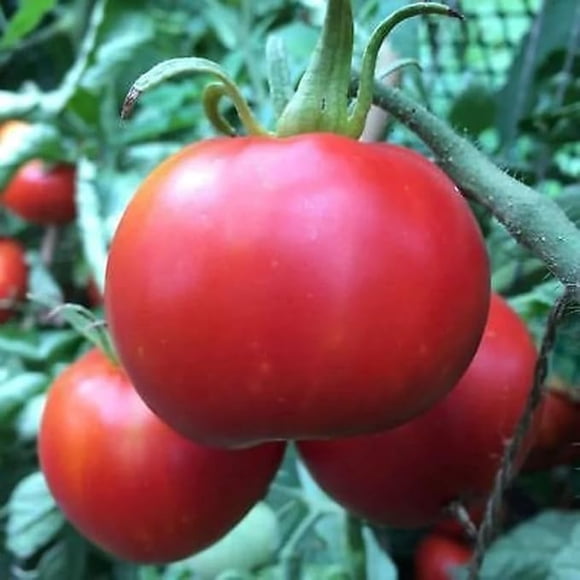 HJADGG 50 Seeds Manitoba Tomato Seed-Heirloom Gardening Seeds for Planting, Open polinated, high Germination Rates, no Staking Required, Non GMO (30)