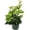 1 Plant, variant on Grape Ivy - Live Plant in a 4 Inch Pot -Cissus Rhombifolia - Beautiful Easy Care Indoor Houseplant Vine