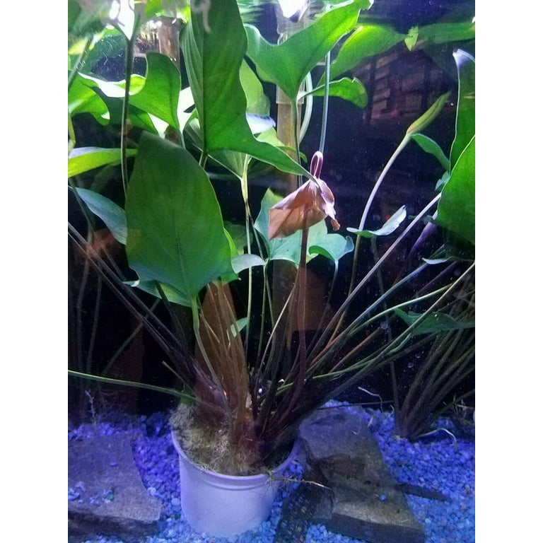 Anubias Frazeri (Medium (3-5 inches)) Live Aquarium Plants Buy2 Get1 Free, Size: 2-4 Inches, Green