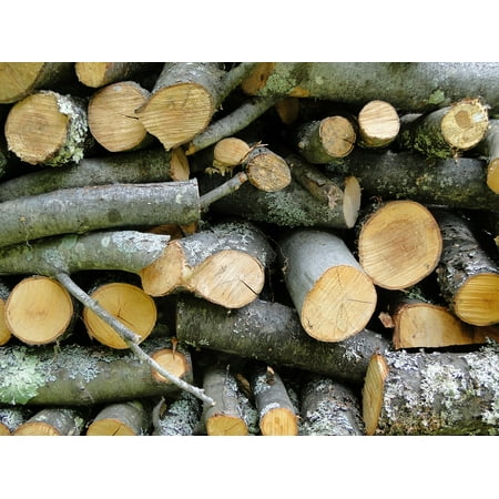 Face Cord Firewood - LAMINATED POSTER Cord Wood Wood Firewood Pile Stacked Stack Logs Poster Print 24 x 36