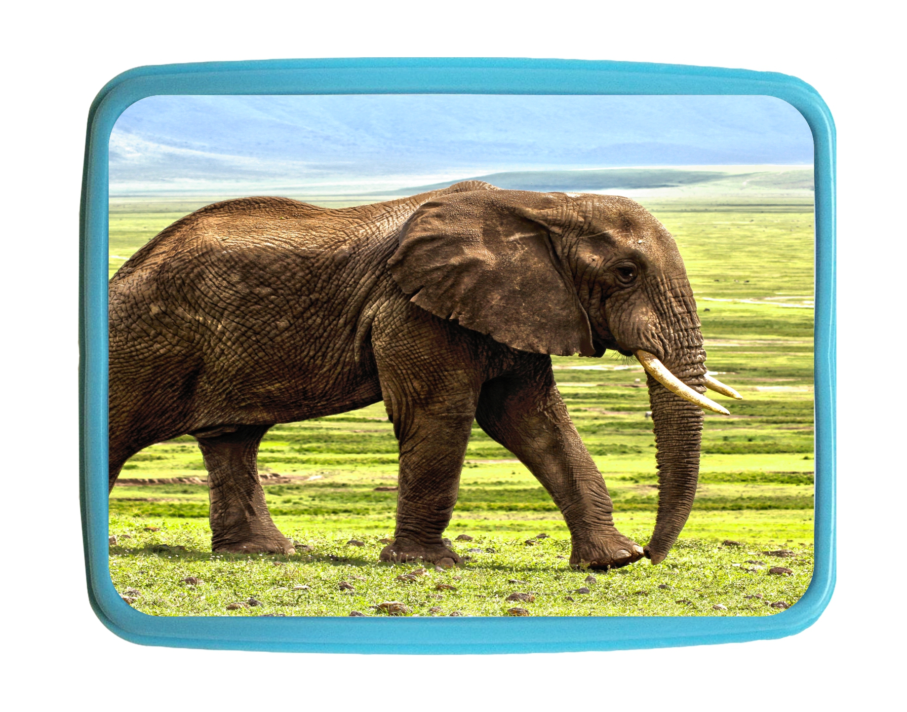 Lunch Box Elephant Field Kids Bento Lunch Box with 3 Compartment Food