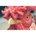 thumbnail image 2 of Chickens 24x17 Black Modern Framed Museum Art Print Titled - Mad Red Rooster, 2 of 4