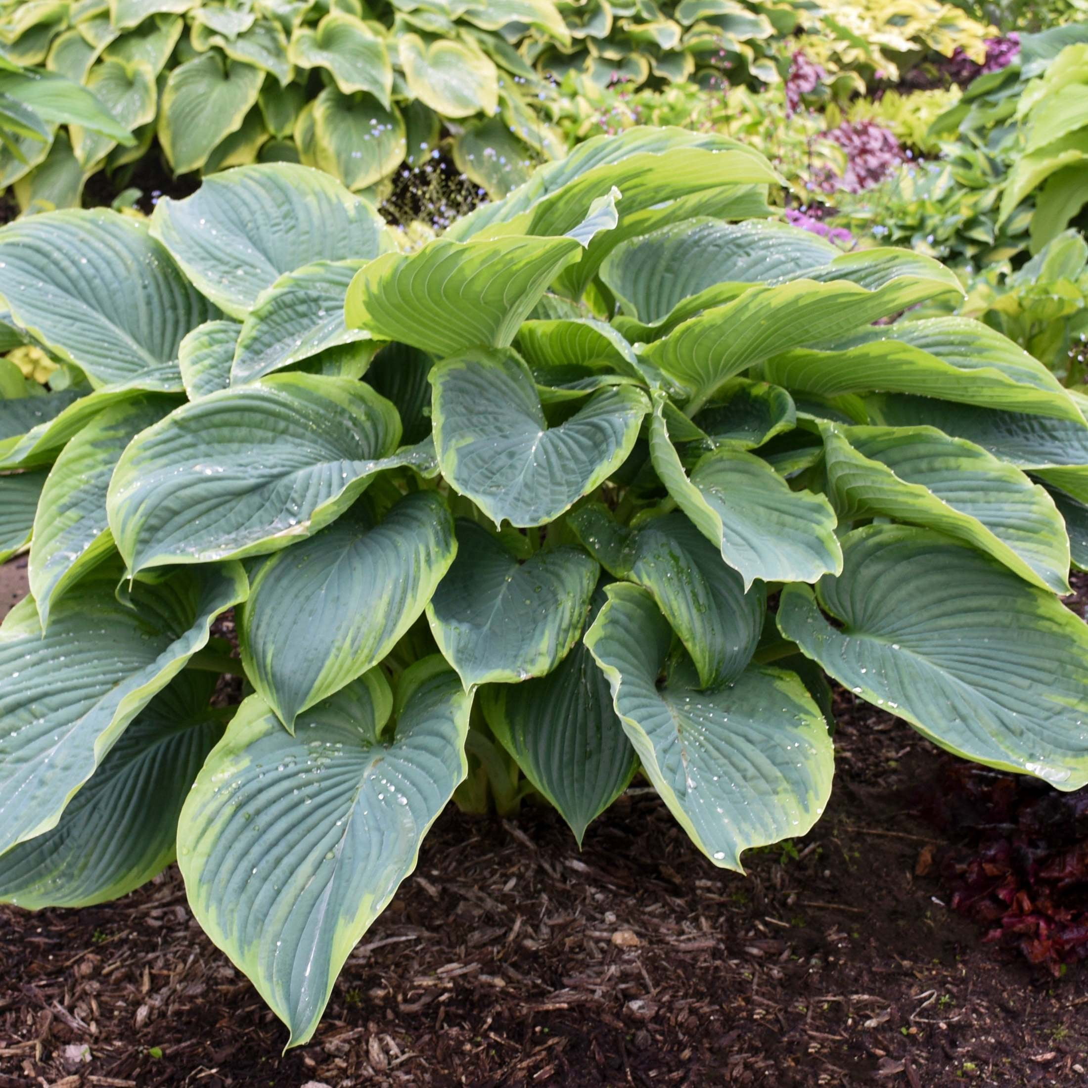 Proven Winners 6" Shadowland 'Wu-La-La' Hosta Live Plant in 6.5" Pot
