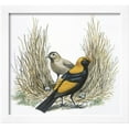 thumbnail image 2 of Birds Passeriformes, Great Bowerbird, Chlamydera Nuchalis, Animals Framed Art Print Wall Art Sold by Art.Com, 2 of 5