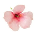 thumbnail image 1 of Crystal Candy Pink Hibiscus Edible Flower Kit, 1 of 2