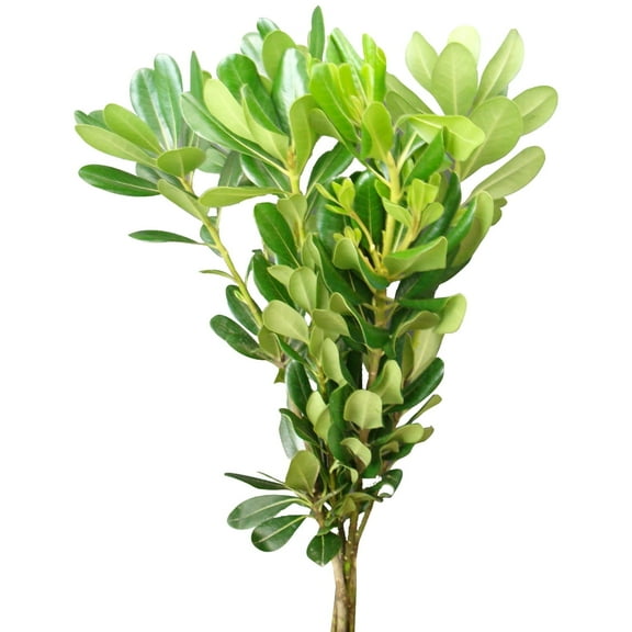 Green Pittosporum - Farm Direct Fresh Cut Flowers - 150 Stems