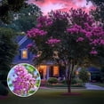 thumbnail image 3 of Crape Myrtle Twilight  1 Extra Large 3 Gallon Plant  Lagerstroemia Indica 'Twilight'  Vibrant Blooms  Drought Tolerant, 3 of 9