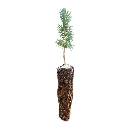 Planting Tree Seedlings - Engelmann Spruce | Small Tree Seedling | The Jonsteen Company