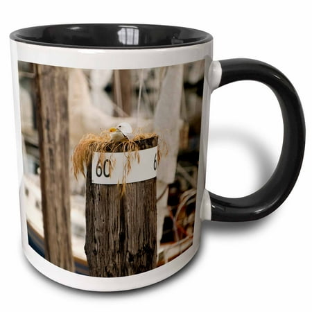 

3dRose WA San Juans Cap Sante Harbor Fidalgo Island birds - US48 TDR0423 - Trish Drury Two Tone Black Mug 11oz