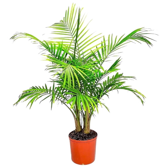 Tropical Plants of Florida 32" to 36" Majesty Palm Tree Plant; Bright to Moderate Light, Growers Pot