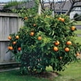 thumbnail image 4 of 10 Edible Fruit Orange Tree Seeds, Bonsai Citrus Orange Tree Seeds, 4 of 8