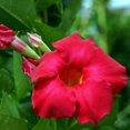 Red Mandevilla Sanderi,Brazilian Jasmine Seed 100 Seeds Climbing Vines