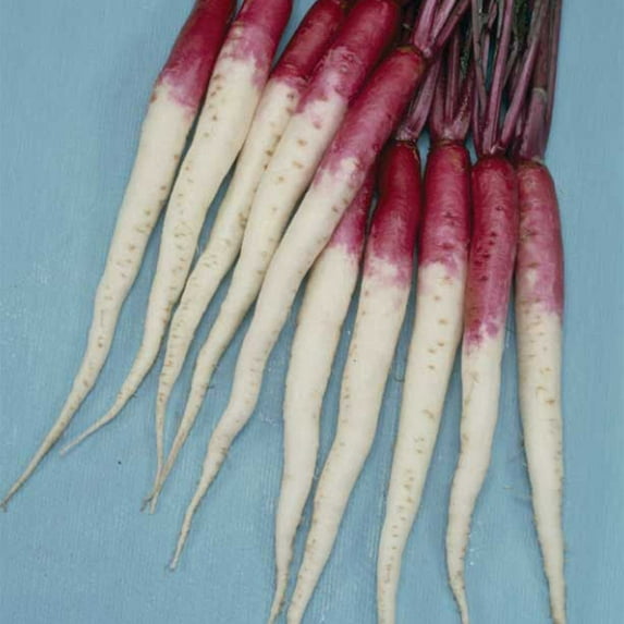 Turnip Seeds - Hinona Kabu - 1 Lb ~179200 Seeds - Non-GMO, Heirloom - Asian Garden Vegetable & Microgreens