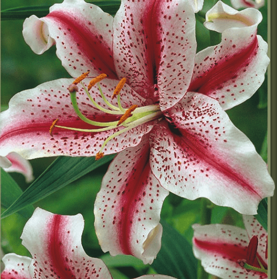 Yellow Bruce Tiger Lily - Lilium leichtlinii - 2 Bulbs 14/16