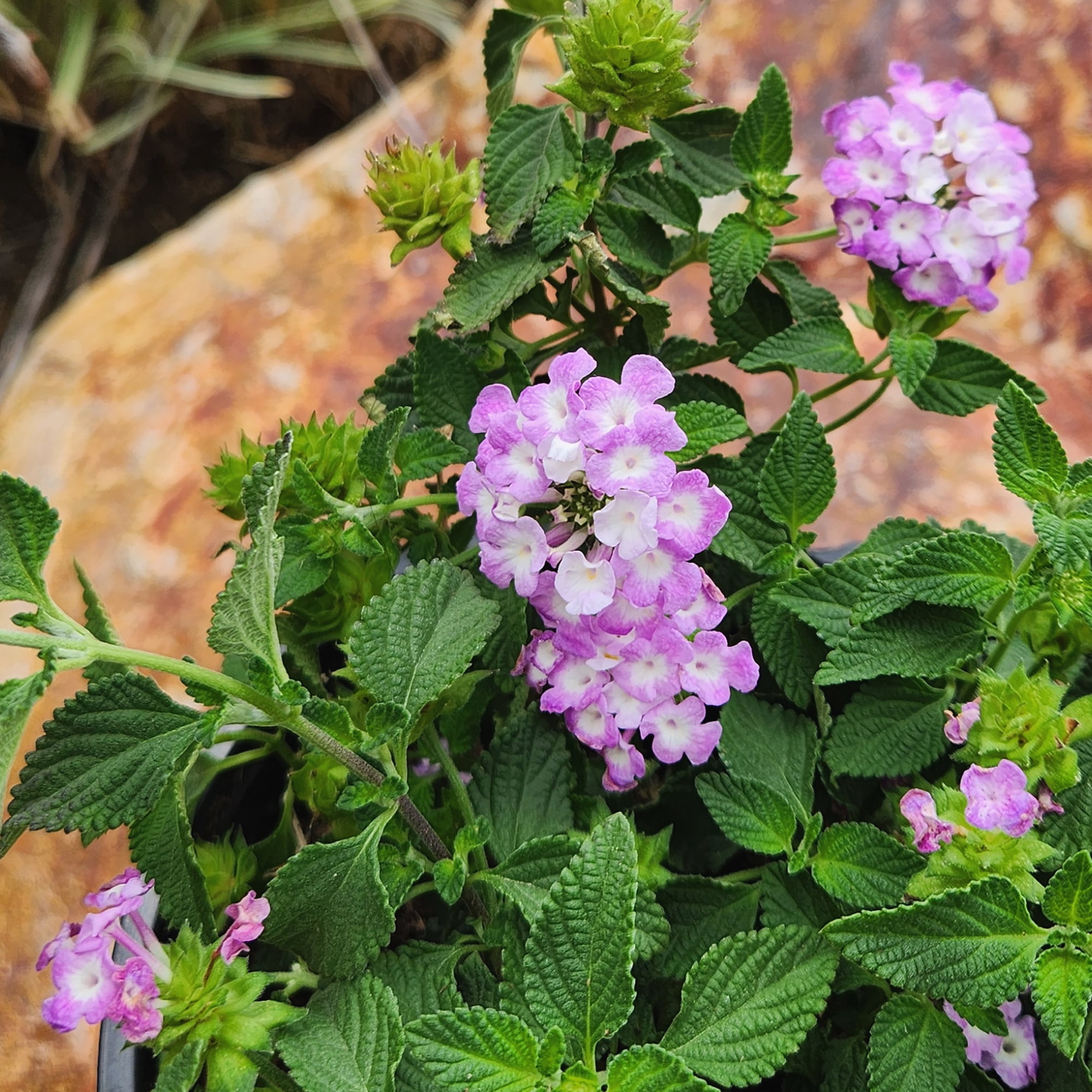 Altman Plants Purple Lantana Flowers 4-Pack, 1 Qt. Pots, Full Sun, Live Outdoor Plants