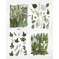 thumbnail image 3 of Set de 100 unidades de flores secas prensadas y resinadas, hojas verdes, 3 of 8