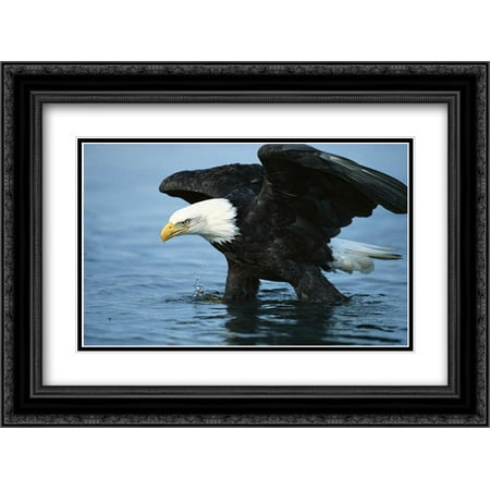 Bald Eagle wading through water, Kenai Peninsula, Alaska 2x Matted 24x18 Black Ornate Framed Art Print by Vezo, (Best Place To See Eagles In Alaska)