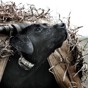 SportDOG WetlandHunter 425X Add-A-Dog Collar, Realtree Max-5 Camo | Expands 425X/425 Systems, DryTek Waterproof, Submersible to 25 Ft, 2-Hour Quick-Charge Battery, Collar Only