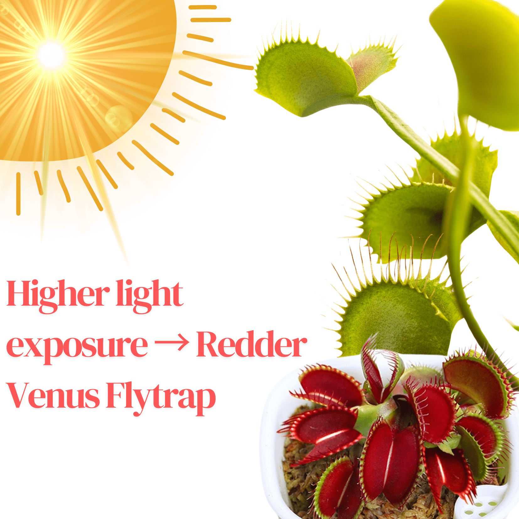 Set 3 Giant Venus Flytraps Live Plants,  Well-Started Fly Trap Plants Terrarium Live in Pot, Dionaea Muscipula
