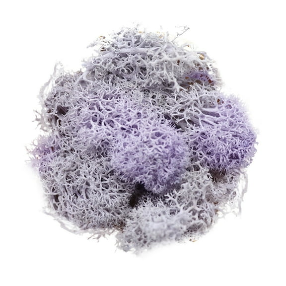 HCTSHG Fake Moss Preserved Reindeer Moss 10g for Potted Plants, Arts and Crafts, Terrariums, Wall Decor, Centerpieces, Fairy Gardens, Wedding, Floral Project