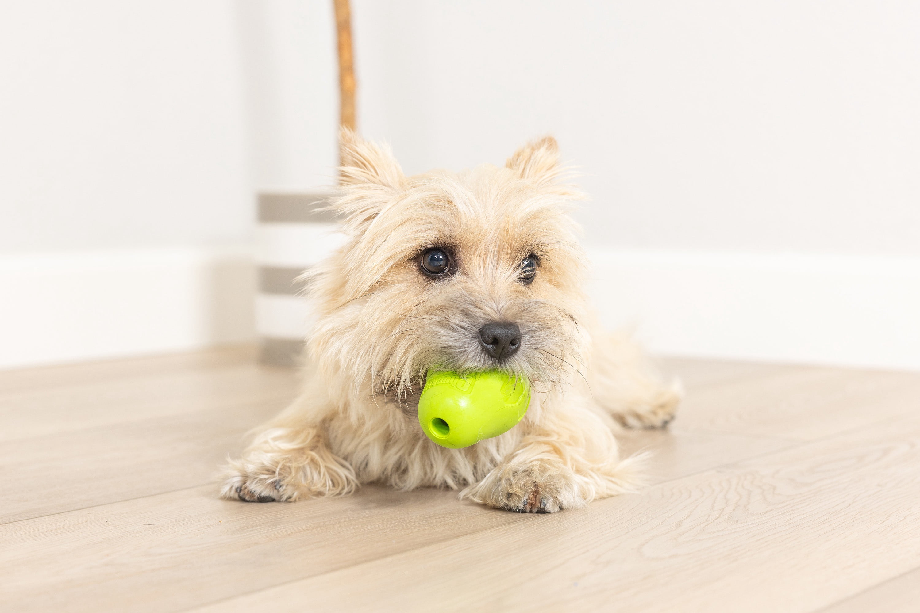 Chuckit! Tumble Teez Dog Treat Puzzle Toy, Small, Green – Treat & Chew Puzzle Pod for Dogs Up to 20 lb, Pack of 1