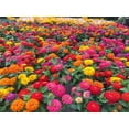 thumbnail image 2 of 1000+ Mixed Zinnia Seeds for Planting MVR1&nbsp;Outdoors, Non-GMO, Heirloom, Beautiful Zinnia Flower Seeds - Attract Bees, Butterflies, Hummingbirds, Pollinators, Easy to Plant and Maintain, 2 of 3