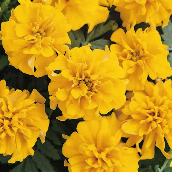 Outsidepride Tagetes Patula Gold French Marigold Flower Seed - 200 Seeds