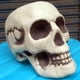 thumbnail image 5 of Xihbxyly Esqueleto de Halloween, Cabeza de Calavera de Plástico Realista, Decoración Espeluznante, Ideal para Fiestas y Bares, Uso En Interiores y Exteriores, Seguro y Ecológico, Tamaño 13 X 15 X 19, 5 of 7