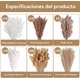 thumbnail image 2 of Decoración de Hierba de Pampas Secas Naturales, Colas de Conejo de Hierba Natural de la Pampa, Decoraciones de Hierba de Pampa Seca, Ramo de Hierba Carrizo para Sala de Estar, Cocina, Boda, Fiestas, 2 of 4