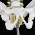 thumbnail image 4 of Mini Modelo de Pelvis perfecl con 5 Vértebras Materiales de Ciencia, 4 of 8