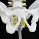 thumbnail image 4 of Mini Modelo De Pelvis Con 5 Vértebras Trabajos Industriales Suministro Escolar, 4 of 9