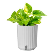 Costa Farms 10" Tall Lemon Top Pothos Live Plants in 5" Self-Watering Pot