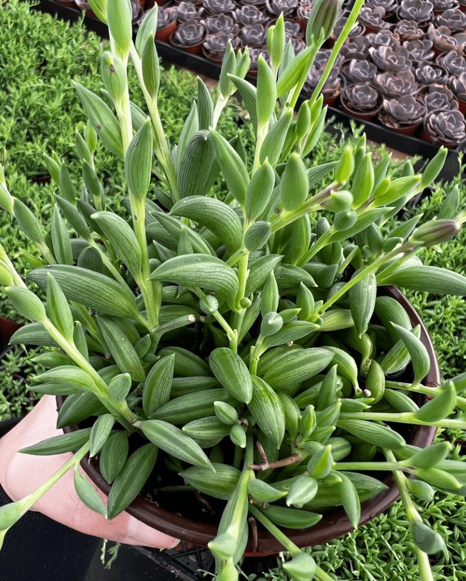 String Of Bananas Plant Live for Planting - Banana Vine Plant - Trailing Succulent Plant for Indoor Outdoor in 4 Inch Pot