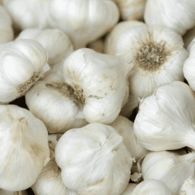 California White Softneck Garlic Bulbs for Planting, White Garlic Cloves for Indoor or Outdoor Growing, Fresh 1 lb Pack